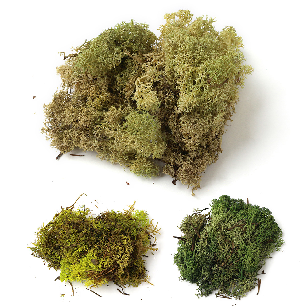 165-2010 Preserved Reindeer Moss approx.20g (pack)