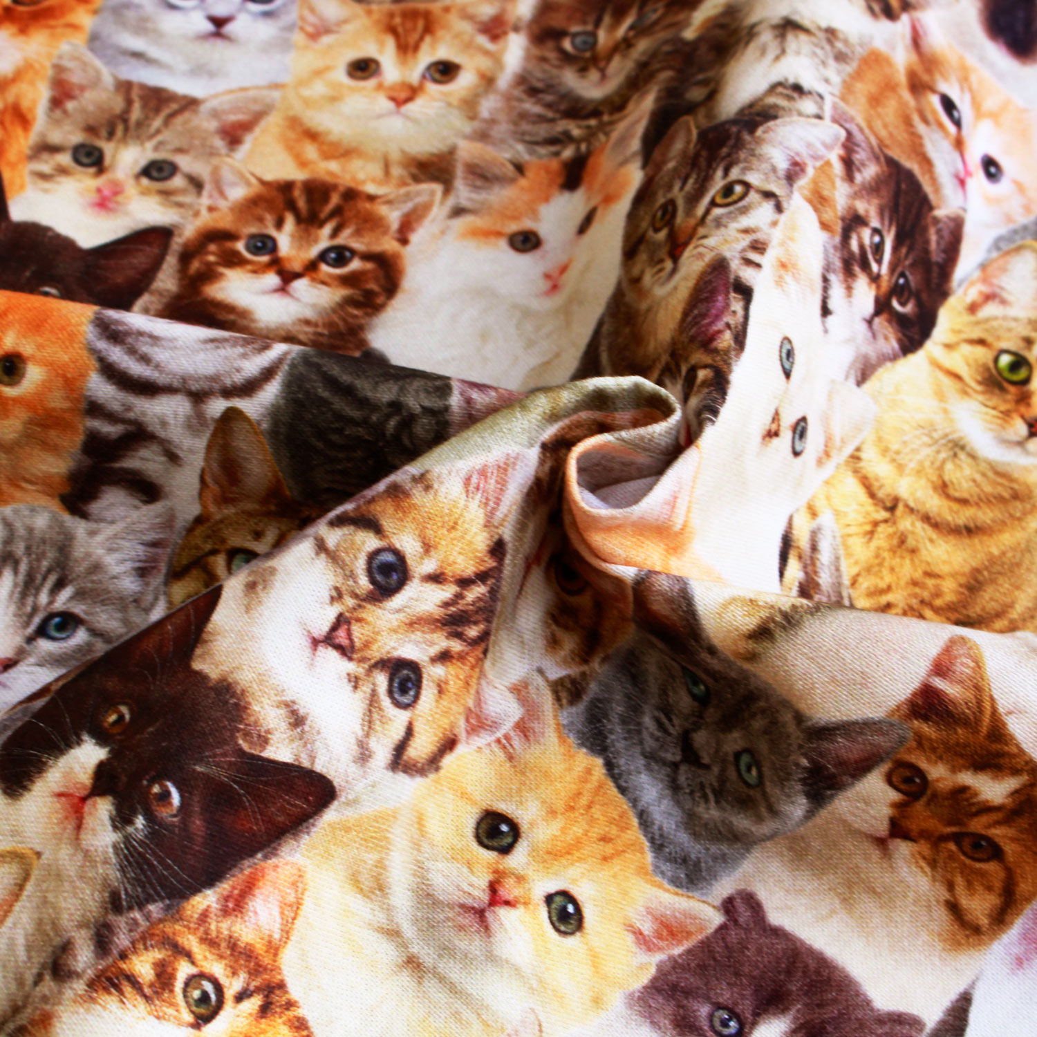 ねこ どっち on X: 